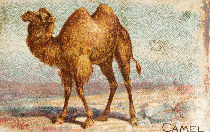 Почему производители Camel меняют популярную концепцию, фото 3